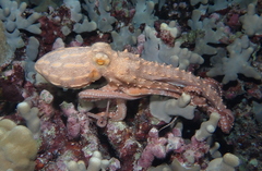 Callistoctopus ornatus