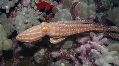Callistoctopus ornatus