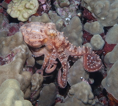 Callistoctopus ornatus