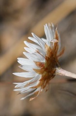 Argentipallium niveum