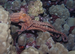 Callistoctopus ornatus