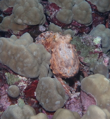 Callistoctopus ornatus