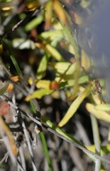 Argentipallium niveum