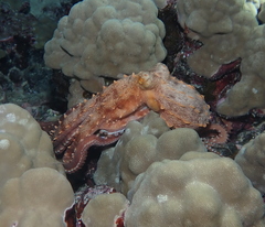 Callistoctopus ornatus