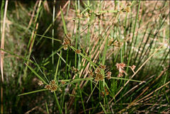 Cyperus vaginatus