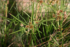 Cyperus vaginatus