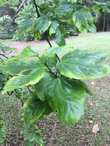 Hibiscus arnottianus