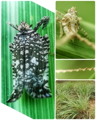 Elasmoscelis perforata