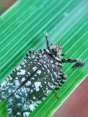 Elasmoscelis perforata