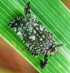 Elasmoscelis perforata