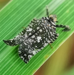 Elasmoscelis perforata