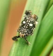 Elasmoscelis perforata