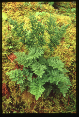 Cryptogramma sitchensis