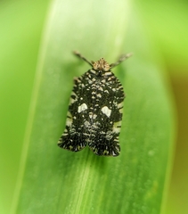 Elasmoscelis perforata