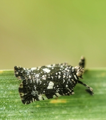 Elasmoscelis perforata