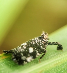 Elasmoscelis perforata