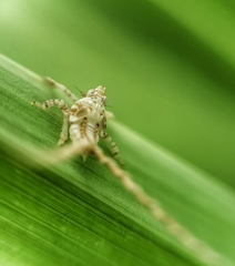 Elasmoscelis perforata