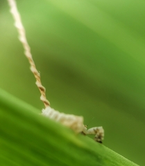 Elasmoscelis perforata