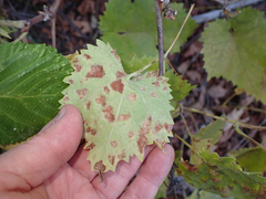 Calepitrimerus vitis