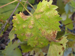 Calepitrimerus vitis