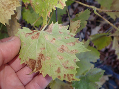 Calepitrimerus vitis