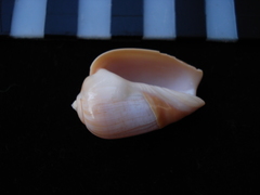 Olivancillaria urceus