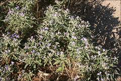 Solanum coactiliferum