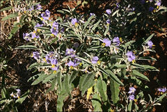 Solanum coactiliferum