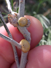 Rhopalomyia glutinosa