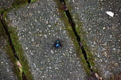 Hypopygiopsis