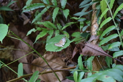 Euthalia monina monina