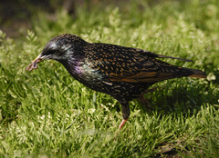 Sturnus vulgaris