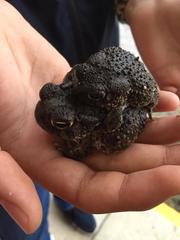 Anaxyrus compactilis