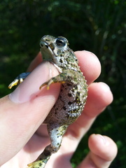 Anaxyrus compactilis