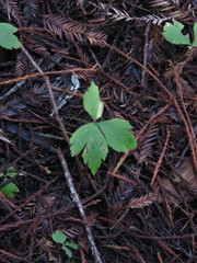 Anemonastrum deltoideum