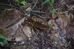 Parathelphusa maculata