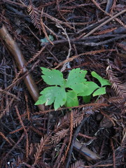 Anemonastrum deltoideum
