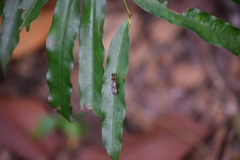 Ptecticus longipennis