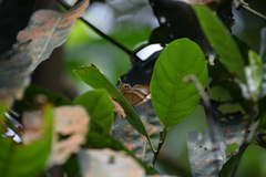 Abisara savitri