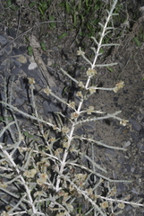 Salsoloideae