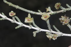Salsoloideae