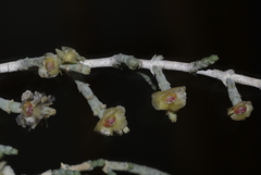 Salsoloideae