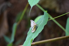 Euthalia monina monina