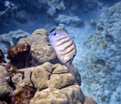 Chaetodon multicinctus