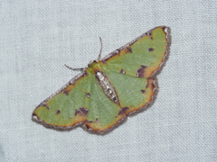 Eucyclodes buprestaria