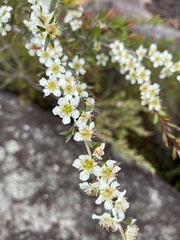 Leptospermum morrisonii