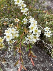 Leptospermum morrisonii