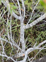 Leptospermum morrisonii