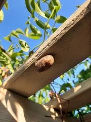 Sphodromantis viridis