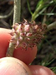 Rhopalomyia utahensis